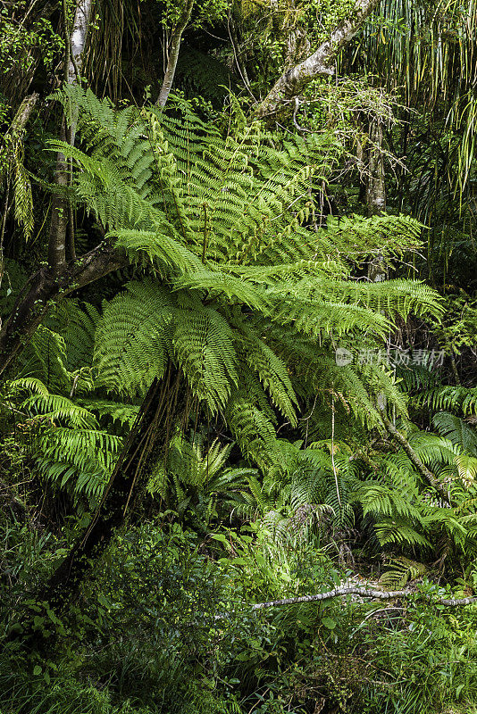 Dicksonia squarrosa，新西兰树蕨或粗糙树蕨，是新西兰特有的一种常见的树蕨。它有一个细长的黑色树干，通常被许多死的棕色叶包围。在新西兰南岛的亚瑟山口路上。亚瑟